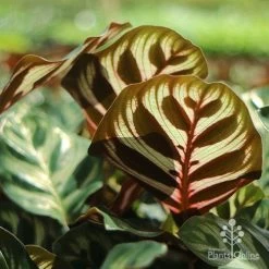 Calathea Makoyana - Peacock Plant