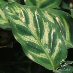 Calathea Makoyana - Peacock Plant -Eco Garden Shop apo calathea makoyana leaf gold