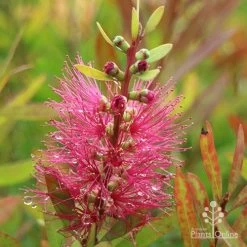 Callistemon Candy Burst -Eco Garden Shop apo callistemon candy burst autumn