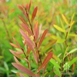 Callistemon Candy Burst -Eco Garden Shop apo callistemon candy burst autumn foliage
