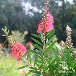 Callistemon Candy Burst -Eco Garden Shop apo callistemon candy burst bush backlit