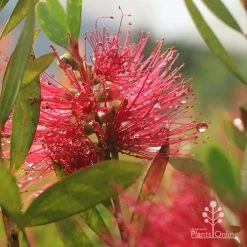 Callistemon Candy Burst -Eco Garden Shop apo callistemon candy burst dewdrop