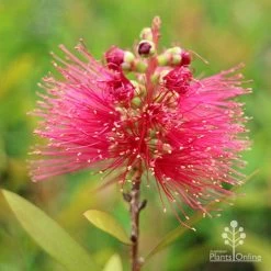 Callistemon Candy Burst -Eco Garden Shop apo callistemon candy burst flower