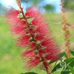 Callistemon Candy Burst -Eco Garden Shop apo callistemon candy burst flower close