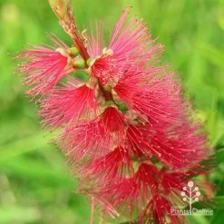 Callistemon Candy Burst -Eco Garden Shop apo callistemon candy burst flower colour