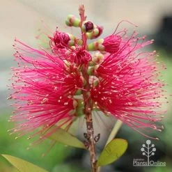 Callistemon Candy Burst -Eco Garden Shop apo callistemon candy burst flower2