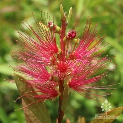 Callistemon Candy Burst -Eco Garden Shop apo callistemon candy burst flower 1