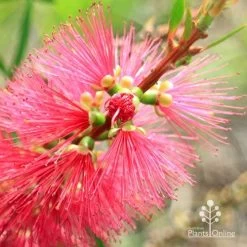 Callistemon Candy Burst -Eco Garden Shop apo callistemon candy burst flowerbud close