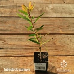 Callistemon Candy Burst -Eco Garden Shop apo callistemon candy burst tubestock
