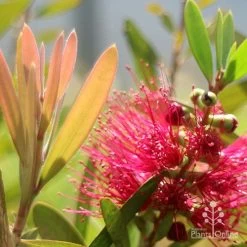 Callistemon Fluro Burst 26 Callistemon Fluro Burst -Eco Garden Shop apo callistemon fluro burst flower leaf