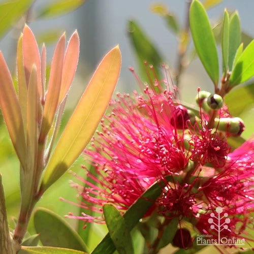 Callistemon Fluro Burst 9 Callistemon Fluro Burst - Image 9