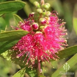 Callistemon Fluro Burst 28 Callistemon Fluro Burst -Eco Garden Shop apo callistemon fluro burst ozbreed