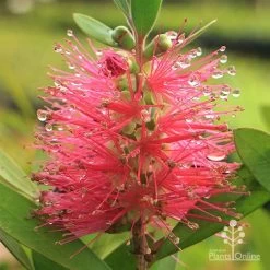 Callistemon Fluro Burst 31 Callistemon Fluro Burst -Eco Garden Shop apo callistemon fluro burst rain