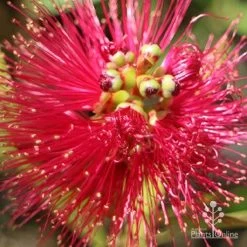 Callistemon Fluro Burst 21 Callistemon Fluro Burst -Eco Garden Shop apo callistemon fluro burst top