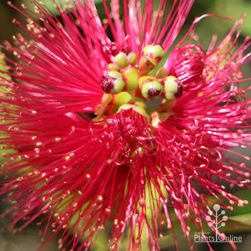 Callistemon Fluro Burst 4 Callistemon Fluro Burst - Image 4