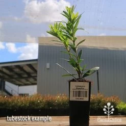 Callistemon Macarthur -Eco Garden Shop apo callistemon macarthur tubestock