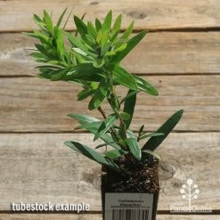 Callistemon Macarthur -Eco Garden Shop apo callistemon macarthur tubestock top