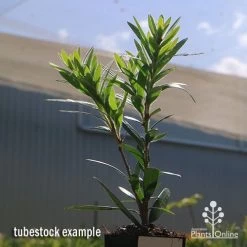 Callistemon Macarthur -Eco Garden Shop apo callistemon macarthur tubestock2