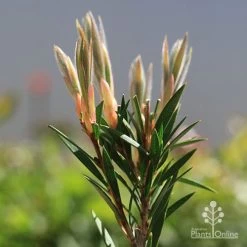 Callistemon Summer Days™ -Eco Garden Shop apo callistemon summer days new leaves