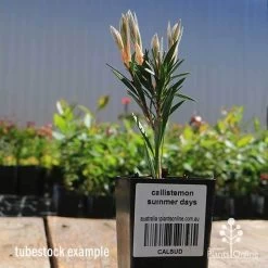 Callistemon Summer Days™ -Eco Garden Shop apo callistemon summer days tubestock 2