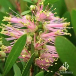 Callistemon Sweet Burst -Eco Garden Shop apo callistemon sweet burst close