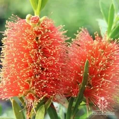 Callistemon Tangerine Dream -Eco Garden Shop apo callistemon tangerine dream flowers