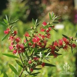 Callistemon Taree Pink 12 Callistemon Taree Pink -Eco Garden Shop apo callistemon taree pink 2