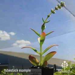 Crassula Campfire - Succulent -Eco Garden Shop apo campfire flowering green phase