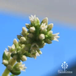 Crassula Campfire - Succulent -Eco Garden Shop apo campfire flowers close