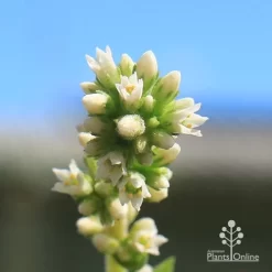 Crassula Campfire - Succulent -Eco Garden Shop apo campfire flowers closeup