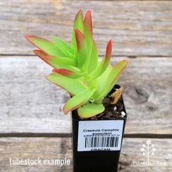 Crassula Campfire - Succulent -Eco Garden Shop apo campfire tubestock