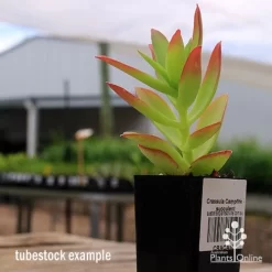 Crassula Campfire - Succulent -Eco Garden Shop apo campfire tubestock side