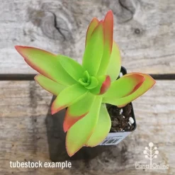 Crassula Campfire - Succulent -Eco Garden Shop apo campfire tubestock top