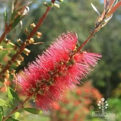 Callistemon Candy Burst -Eco Garden Shop apo candy burst callistemon flower perfect