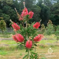 Callistemon Candy Burst -Eco Garden Shop apo candy burst callsitemon bush winter