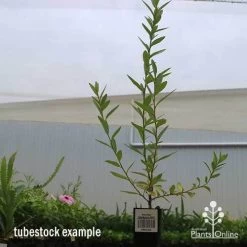 Grevillea Canterbury Gold -Eco Garden Shop apo canterbury gold tubestock