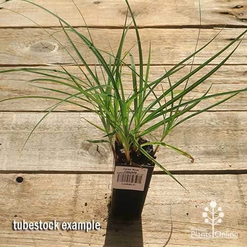 Carex Blue Cascade 6 Carex Blue Cascade - Image 6