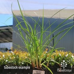 Carex Blue Cascade 10 Carex Blue Cascade -Eco Garden Shop apo carex blue tubestock 1
