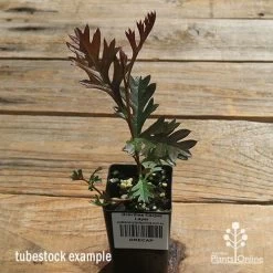 Grevillea Carpet Layer -Eco Garden Shop apo carpet layer tubestock