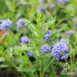 Ceanothus Blue Pacific - Californian Lilac -Eco Garden Shop apo ceanothus blue pacific