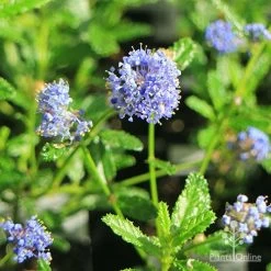 Ceanothus Blue Pacific - Californian Lilac -Eco Garden Shop apo ceanothus blue pacific flowers