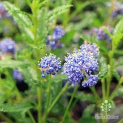 Ceanothus Blue Pacific - Californian Lilac -Eco Garden Shop apo ceanothus flowers close