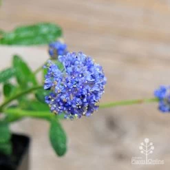 Ceanothus Blue Pacific - Californian Lilac -Eco Garden Shop apo ceanothus flowers close2