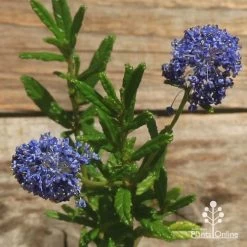 Ceanothus Blue Pacific - Californian Lilac -Eco Garden Shop apo ceanothus flowers closeup