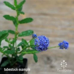 Ceanothus Blue Pacific - Californian Lilac -Eco Garden Shop apo ceanothus tubestock in flower2