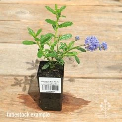 Ceanothus Blue Pacific - Californian Lilac -Eco Garden Shop apo ceanothus tubestock in flowr
