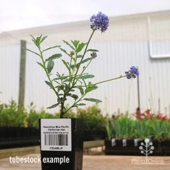 Ceanothus Blue Pacific - Californian Lilac -Eco Garden Shop apo ceanothus tubestock side