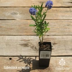 Ceanothus Blue Pacific - Californian Lilac -Eco Garden Shop apo ceanothus tubestock tall