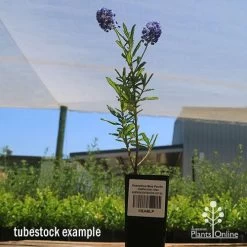 Ceanothus Blue Pacific - Californian Lilac -Eco Garden Shop apo ceanothus tubestock tall2