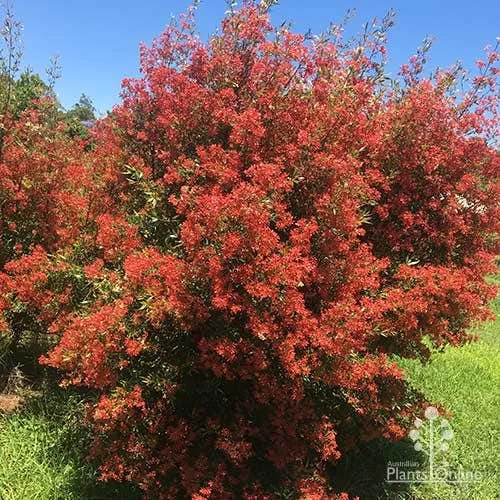 Ceratopetalum Alberys Red - Christmas Bush 1 Ceratopetalum Alberys Red - Christmas Bush